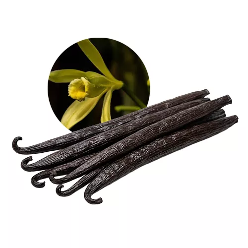 gousses vanille Planifolia